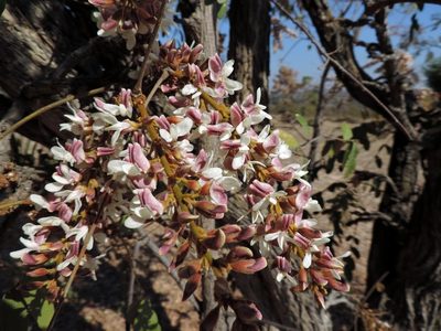 Dalbergiella nyasae, photographed by i_c_riddell