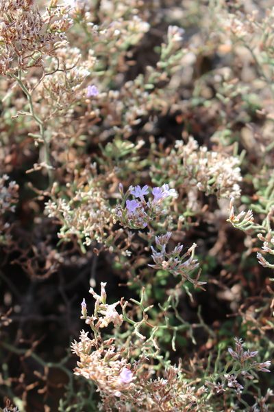 Limonium cordatum, photographed by Fabien Piednoir