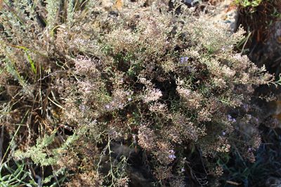 Limonium cordatum, photographed by Fabien Piednoir