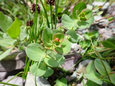 Hypericum scouleri, photographed by Thomas Koffel