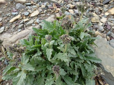 Phacelia lyallii, photographed by Thomas Koffel