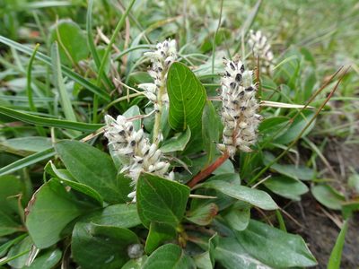 Salix petrophila, photographed by Thomas Koffel