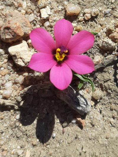 Moraea versicolor, photographed by Chris Vynbos
