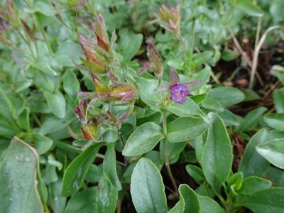 Penstemon ellipticus, photographed by Thomas Koffel