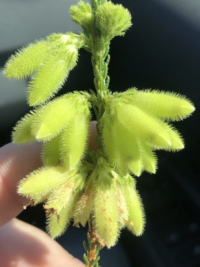 Erica sparrmannii, photographed by Dave U