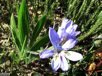 Babiana fragrans, photographed by Chris Vynbos