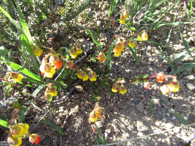Hermannia scabra, photographed by Chris Vynbos