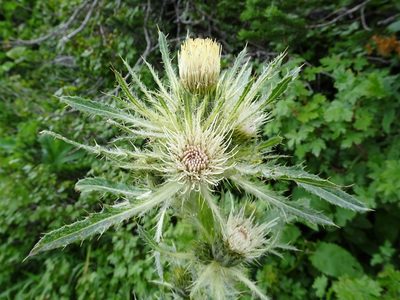 Cirsium hookerianum, photographed by Thomas Koffel