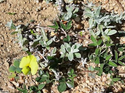 Lotononis prostrata, photographed by Chris Vynbos