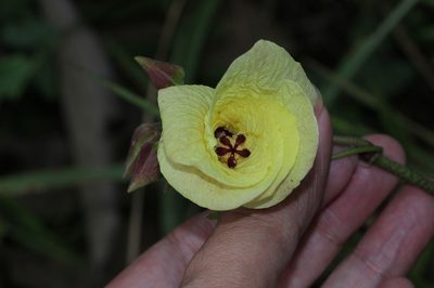 Abelmoschus moschatus, photographed by Franz Anthony