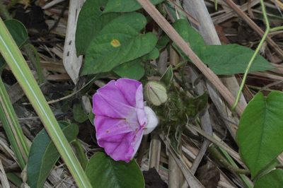Argyreia capitiformis, photographed by Franz Anthony