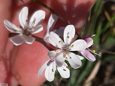 Wurmbea punctata, photographed by Chris Vynbos