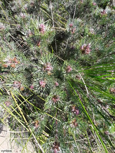 Serruria candicans, photographed by Chris Vynbos