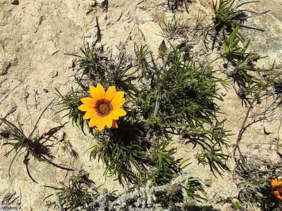 Gazania ciliaris, photographed by Chris Vynbos