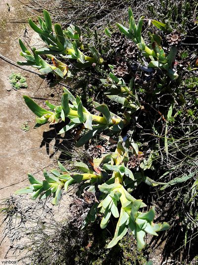 Erepsia lacera, photographed by Chris Vynbos