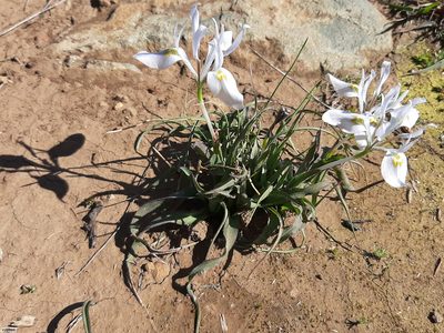 Moraea ciliata, photographed by Chris Vynbos
