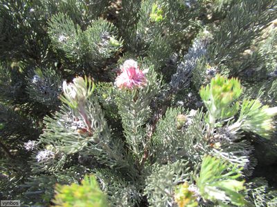 Serruria candicans, photographed by Chris Vynbos