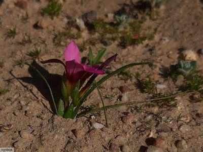 Romulea hirsuta, photographed by Chris Vynbos