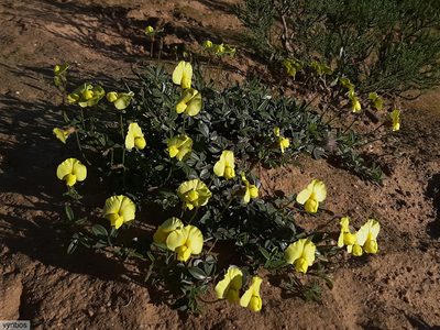 Lotononis prostrata, photographed by Chris Vynbos