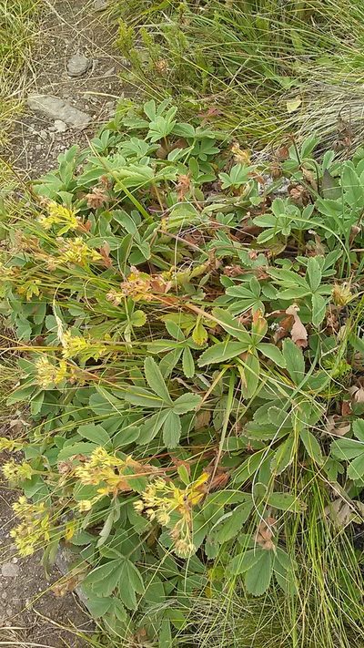 Potentilla brachypetala, photographed by Михаил Орлов