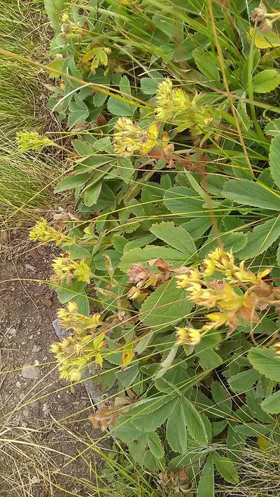 Potentilla brachypetala, photographed by Михаил Орлов