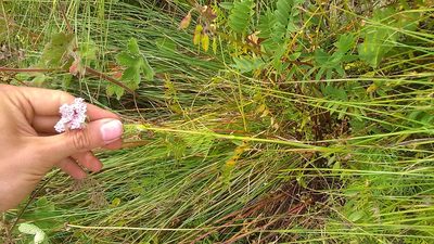 Chaerophyllum roseum, photographed by Михаил Орлов