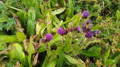 Cirsium simplex, photographed by Михаил Орлов