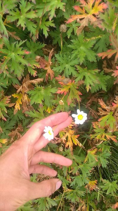 Tripleurospermum caucasicum, photographed by Михаил Орлов