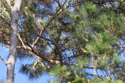 Pinus occidentalis, photographed by Kristof Zyskowski
