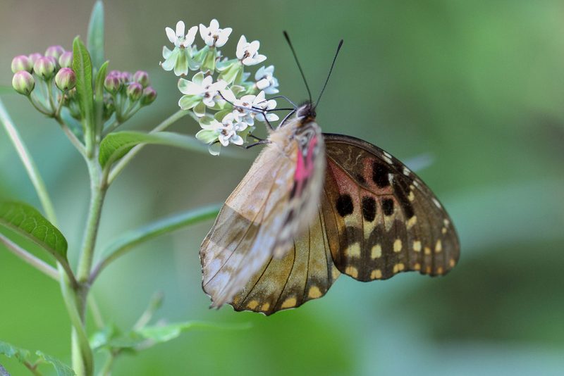 Asclepias nivea, photographed by Kristof Zyskowski