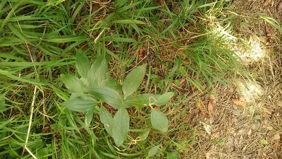 Galium valantioides, photographed by Михаил Орлов