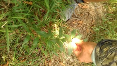 Galium valantioides, photographed by Михаил Орлов