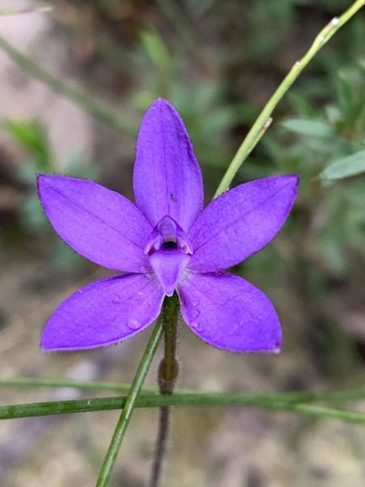 Caladenia minorata, photographed by Guy Taseski