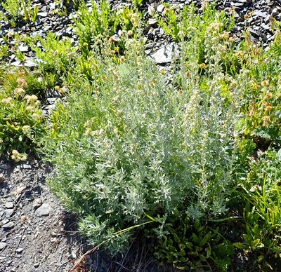 Artemisia tilesii, photographed by John Brew