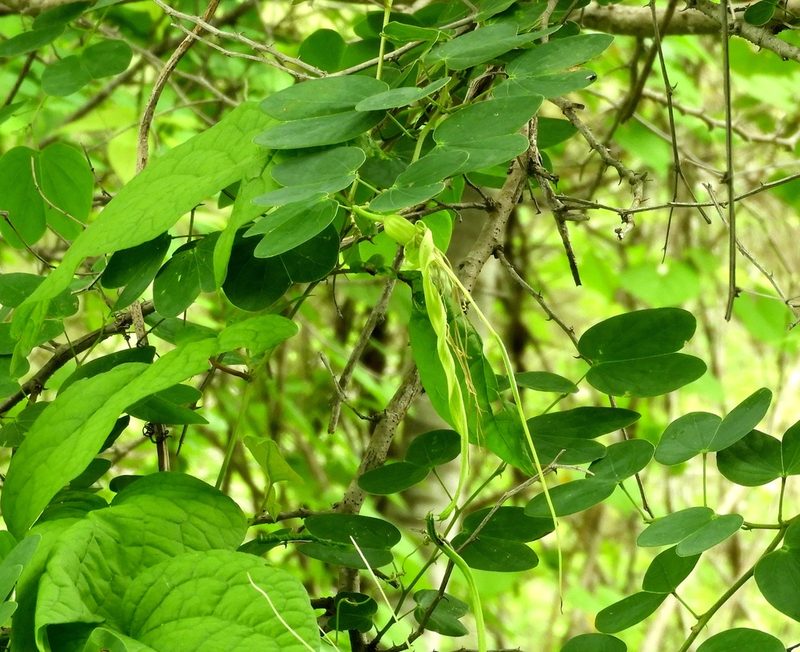 Bauhinia pauletia, photographed by Francisco Farriols Sarabia