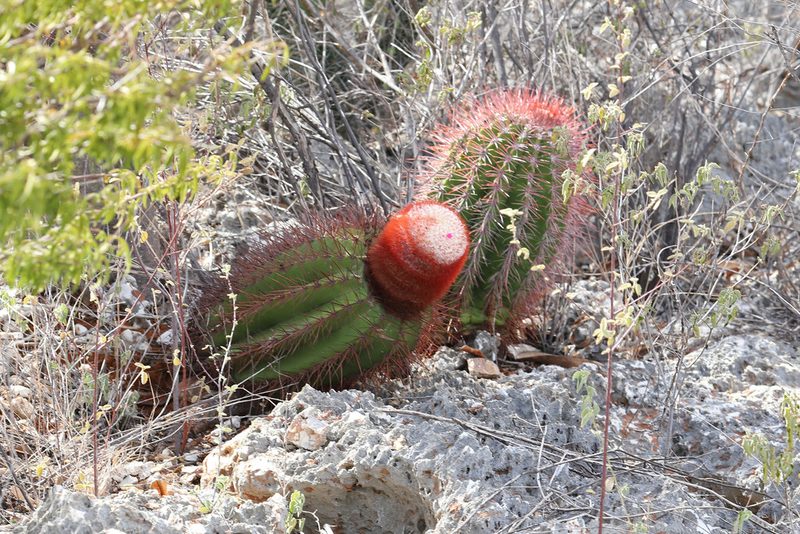 Melocactus pedernalensis, photographed by Kristof Zyskowski