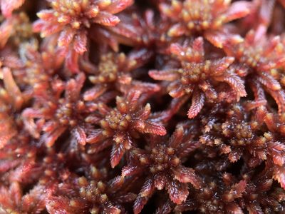 Sphagnum warnstorfii, photographed by Andrew Melton