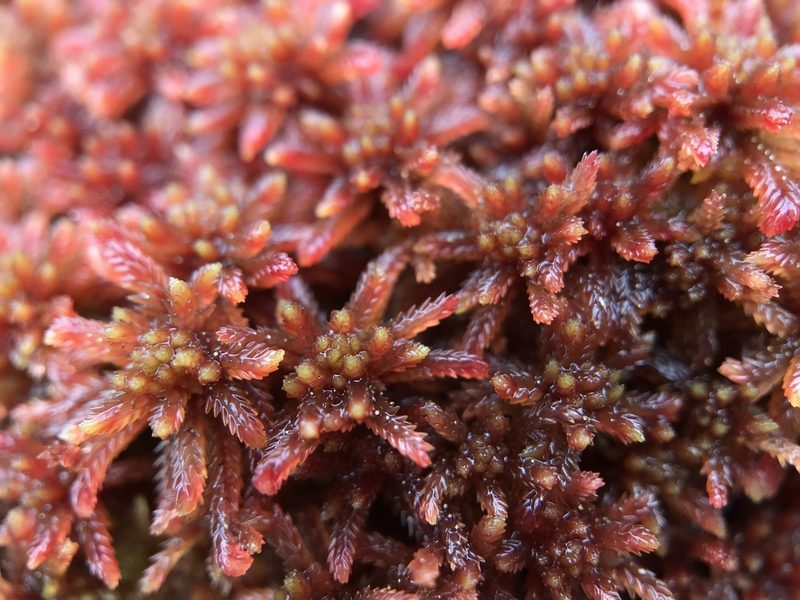Sphagnum warnstorfii, photographed by Andrew Melton