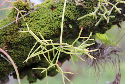 Rhipsalis teres, photographed by Millie Basden