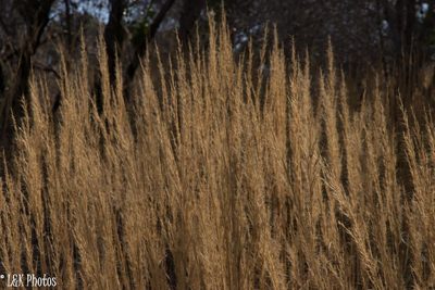 Aristida rufescens, photographed by lallen