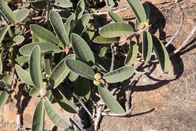 Ficus menabeensis, photographed by lallen