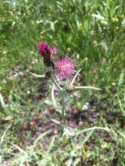 Cirsium douglasii, photographed by Ryan Elliott