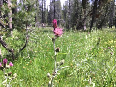 Cirsium douglasii, photographed by Ryan Elliott