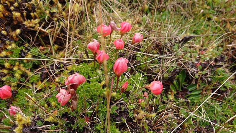 Gentianella rupicola, photographed by Diego Inclan