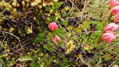 Gentianella rupicola, photographed by Diego Inclan