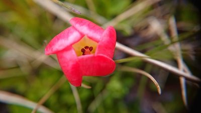 Gentianella rupicola, photographed by Diego Inclan