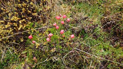 Gentianella rupicola, photographed by Diego Inclan