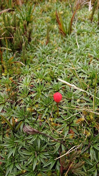 Gentianella rupicola, photographed by Diego Inclan