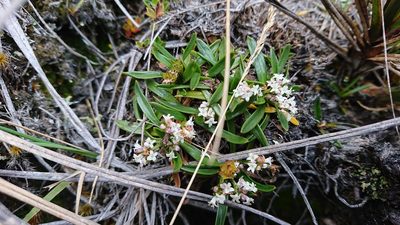 Valeriana bracteata, photographed by Diego Inclan