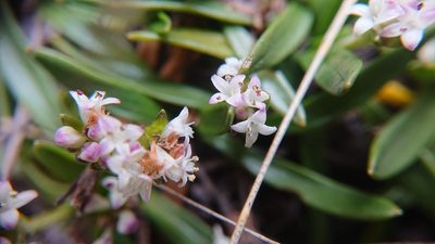 Valeriana bracteata, photographed by Diego Inclan